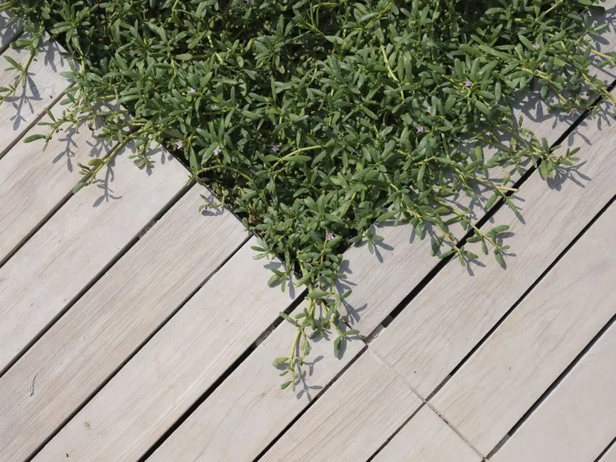 Ahşap deck döşeme ve yeşil bitkiler